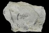 Pennsylvanian Fossil Horsetail (Asterophyllites) Plate - Kentucky #176772-1